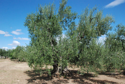 Gran Pregio Coratina (Bio), extra vergine