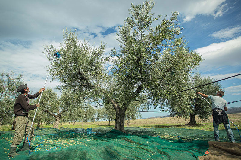 Molise D.O.P. extra vergine